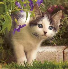 curious blue eyed kitten